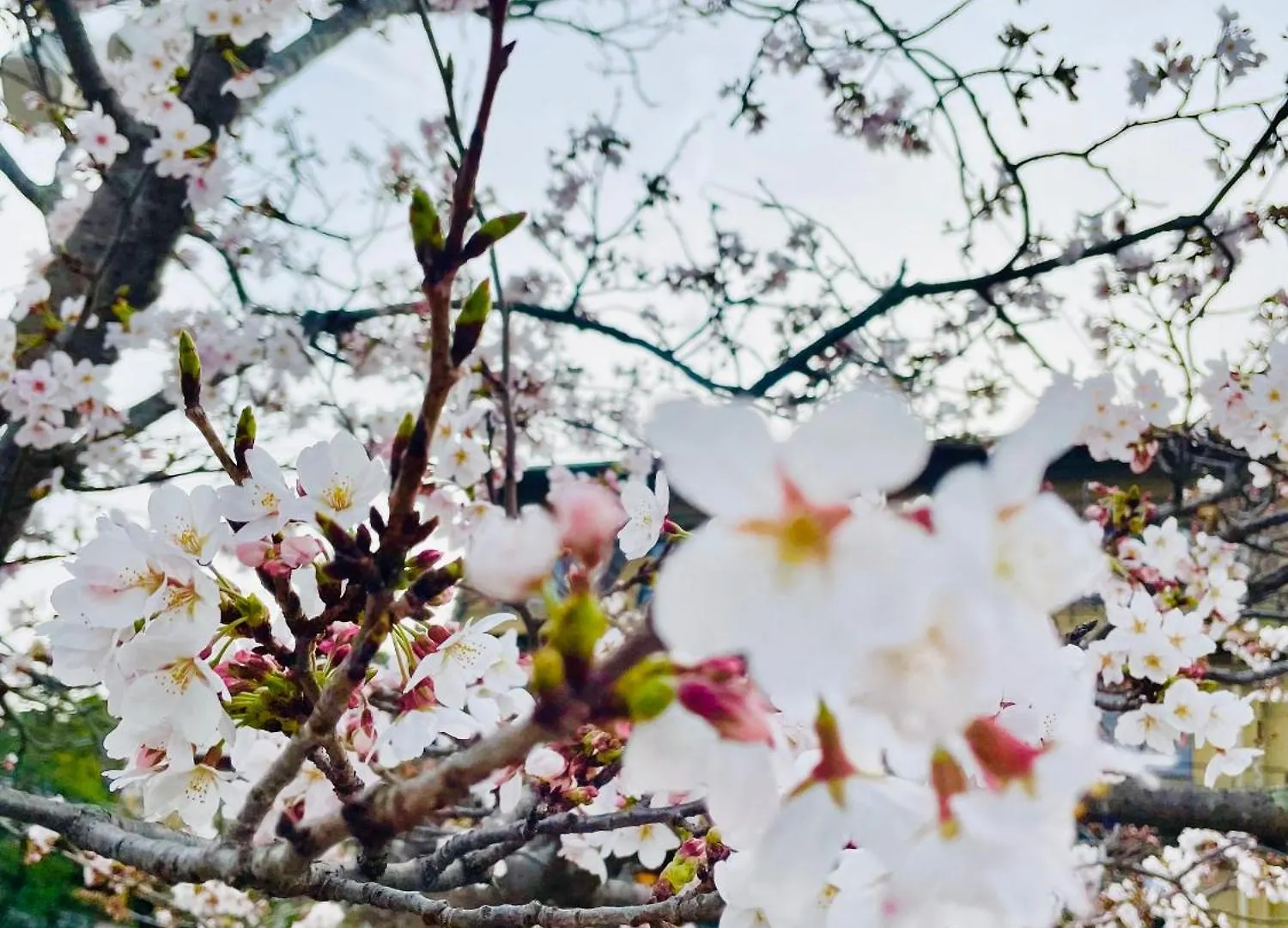 ***  Отель Kyoto Sanjo Ohashi Япония